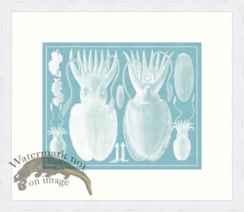 Seba B2 003 Octopus WFBP